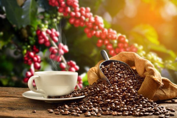 Cà phê giá sỉ rang mộc, cà phê hạt nguyên chất, cf hạt chưa xay, cà phê hạt giá sỉ